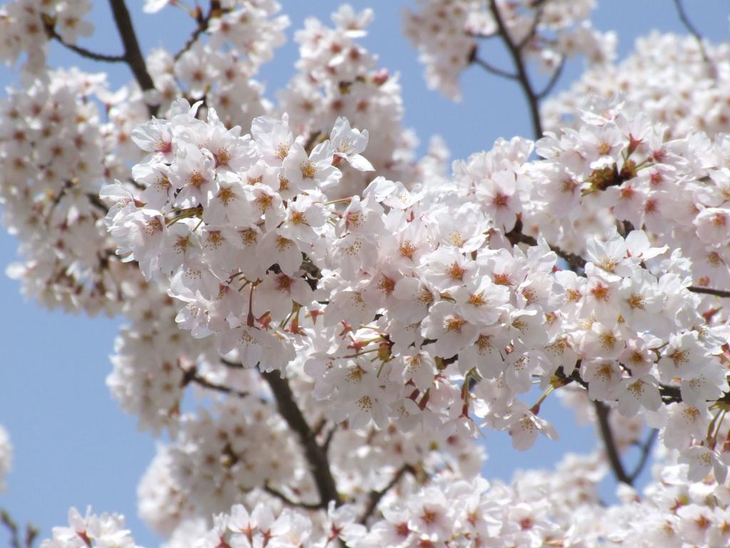 Hotel Maple Arima Kobe Zewnętrze zdjęcie